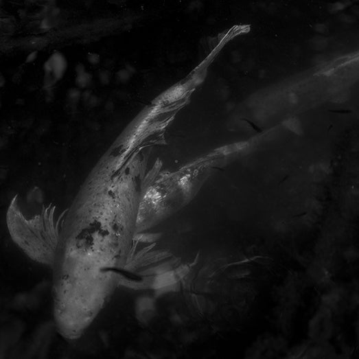 Underwater