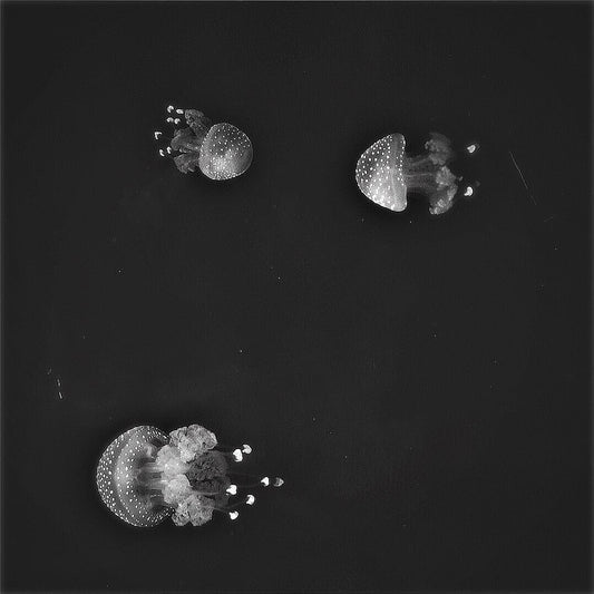 Meduse Dallo Spazio