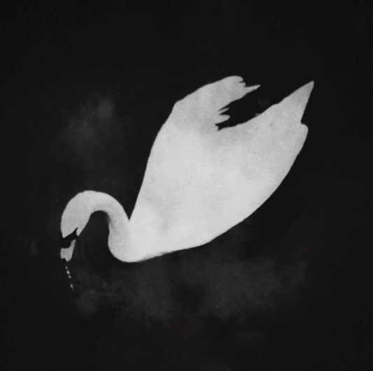 Swan floating in the darkness
